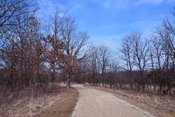 Empty tree branches along side of a preserved walking path in winter