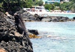Wild Iguana at Coki Beach, Saint Thomas, US Virgin Islands