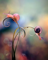Two Snail in Curves - Colorful Macro Photography Series