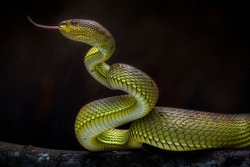 Venomous Snake Viper - Reptile Photo Series