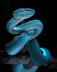 Venomous Viper Snake - Reptile/Snake Photo Series