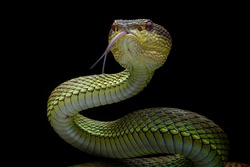 Venomous Viper - Reptile Snake Photo Series