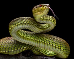 Green Goldy Skin Viper Snake 2001025  - Exotic Reptile Animal Photo Collection