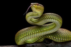 Green Goldy Skin Viper Snake 2001027 - Exotic Reptile Animal Photo Collection