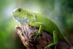 Beautiful Green Iguana with natural background on the park