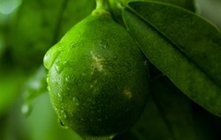 Fresh Bergamots, lime on the tree with water drops, lemon with water drops on a tree, Lemon fruit hanging on the tree, and leaves with rain drops on them. close up. Copy space