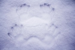 prints of children's and adult hands in the snow 