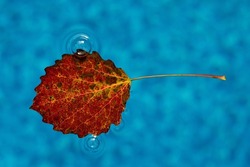 leave of tree floating on the water table with blue background