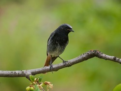 Black-eyed bird sits on a sweet cherry branch
