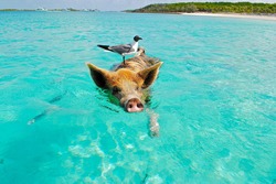 Pig swimming in the ocean in the Bahamas with seagull bird riding on its back