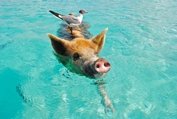 Brown and black swimming pig in turquoise water with Seagull riding on his back, Big Major Cay, Exuma Islands, Bahamas
