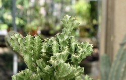 Euphorbia Lactea Cactus or Mottled Spurge, A Succulent Plants with Sharp Thorns for Garden Decoration.