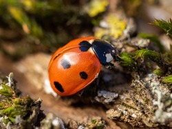 A ladybug walking on a fallen tree trunk on a sunny summer day