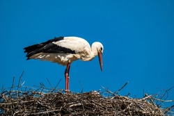 White stork stands in the nest with its beak open, cloudless blue sky