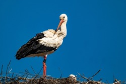 Close-up of a stork standing in its nest