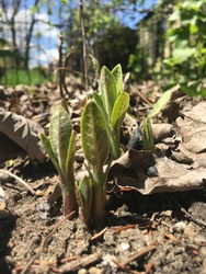 Common milkweed seedlings emerge from the ground in spring in a natural garden