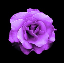 Surreal dark chrome purple rose flower macro isolated on black