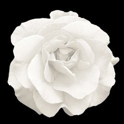 Tender white rose flower macro isolated on black