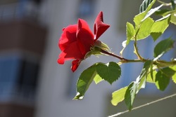 redrose, rose, flower,It is beautiful in flower branch.