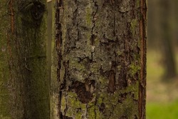 Photo of a tree trunk. The bark of the trunk is infested with pests. Bark destroyed by weather. Cracks and lichens on the surface of the trunk.