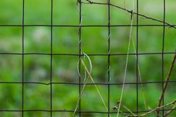 Woven metal wire mesh grid fence outdoor. Close up shot, green background, no people.