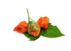 Habanero chilis with leaves isolated on white background. Fresh ripe Caribbean Red Habanero hot chili pepper with green stem. 