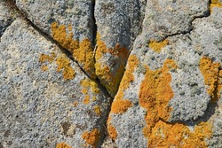 Lichen Caloplaca marina, an orange lichen found on rocks at seaside. Caloplaca marina, the orange sea lichen, is a crustose, placodioid lichen.