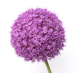 a macro closeup of a curious funny purple pink garden Allium flower cluster from onion and garlic family isolated on white