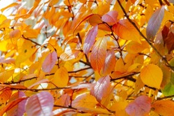 Sun light on beautiful yellow-orange foliage. Autumn background. Cherry leaves.