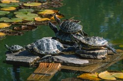Little turtles bask in the sun. Turtles bask in the sun in a small pond. Turtle red-eared.