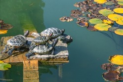 Little turtles bask in the sun. Turtles bask in the sun in a small pond. Turtle red-eared.