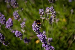 a white-tailed bumblebee (also known as buff-tailed bumblebee) on a blossoming Thumbelina Leigh, a lavender variety, in a sunny garden in The Hague