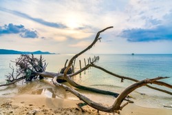 Driftwood on a lonely beach at the island Phu Quoc, Vietnam