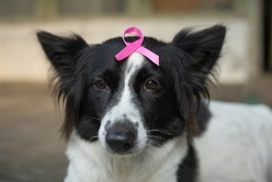 close up border collie dog with pink ribbon for prevent  breast cancer day 