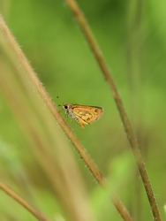 Skippers are a family of the Lepidoptera named the Hesperiidae. Being diurnal, they are generally called butterflies. Skippers in nature