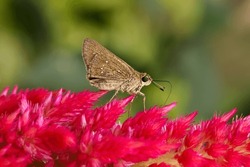 Skippers are a family of the Lepidoptera (moths and butterflies) named the Hesperiidae. Being diurnal, they are generally called butterflies. Skipper on red flower
