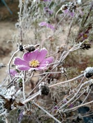 Frosted pink flower covered with snow. Beautiful frozen flower in november morning. Petals of beautiful frozen flower. Icy plant leaves frozen in winter snow and sun light. Autumn end,  