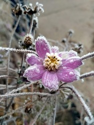 Frosted pink flower covered with snow. Beautiful frozen flower in november morning. Petals of beautiful frozen flower. Icy plant leaves frozen in winter snow and sun light. Autumn end, 
