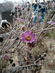Frosted pink flower covered with snow. Beautiful frozen flower in november morning. Petals of beautiful frozen flower. Icy plant leaves frozen in winter snow and sun light. Autumn end, 