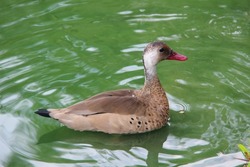 Beautiful native duck in the Amazon river, Belem do Pará state of Brazil