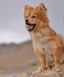 Close-up portrait of a cute pomeranian dog with open mouth outdoor. Funny brown dog staring at the horizon, playing in nature. Love pet concept