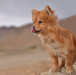 Close-up portrait of a cute pomeranian dog licks its lips. Funny brown dog staring at the horizon in nature. Love pet concept