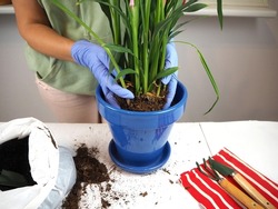 Transplanting a houseplant into a new flower pot. Women's hands in gloves dip homemade turmeric into a blue bowl