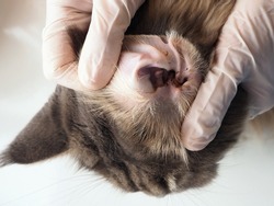 Cat with physiological brown discharge from the ear. Close-up of a dirty cat's ear. Veterinarian's hands in gloves. Check-up at the veterinarian.