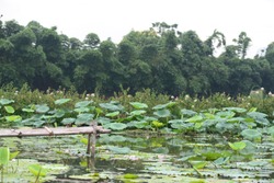 Tay Ho lotus pond