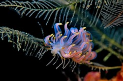 phyllodesmium nudibranch underwater macro photograpy