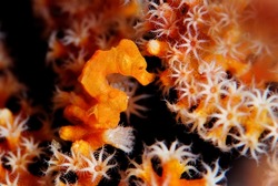 pigmy sea horse denise underwater macro photography