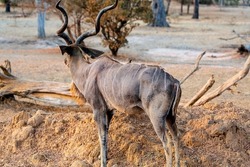 Male greater kudu standing still. Wildlife of Africa. Tanzania