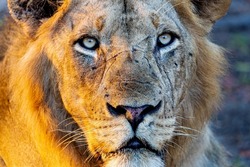 Male lion portrait at sunset. Detailed face. Panthera leo. Wildlife of Africa. Tanzania