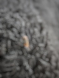 Defocused abstract background of jacket and insect